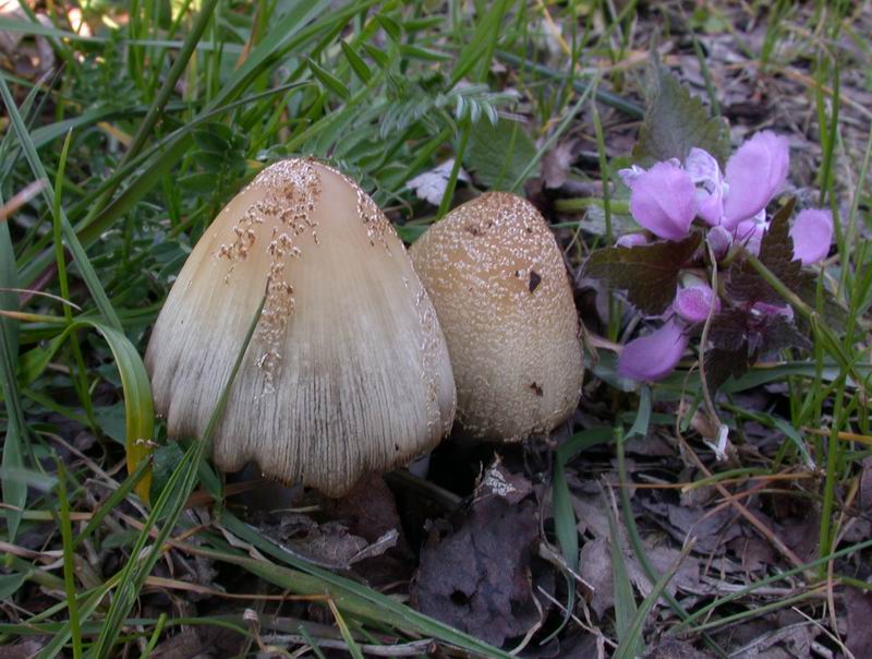 Piccola escursione (Calocybe gambosa)